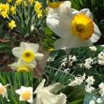 daffodills