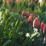 a spring garden
