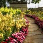 so many flowers