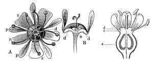 flower parts flower parts