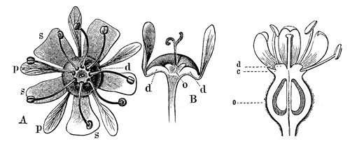 flower parts