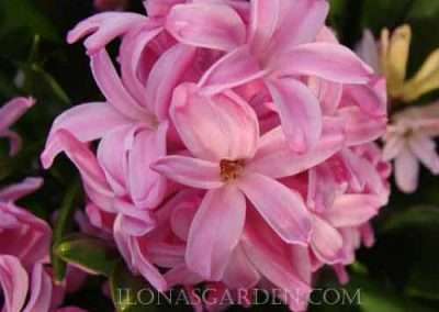 hyacinths
