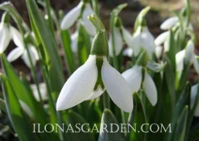 Galanthus nivalis