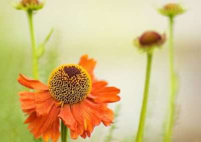 Helenium hybrid