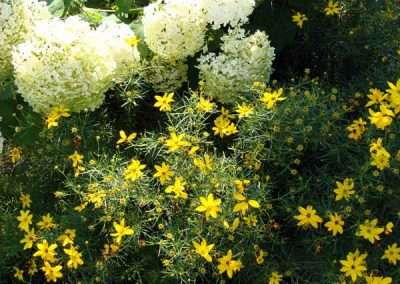 Coreopsis verticillata and Hydrangea