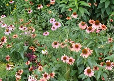 coneflower colors