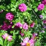 Hansa rose and peony