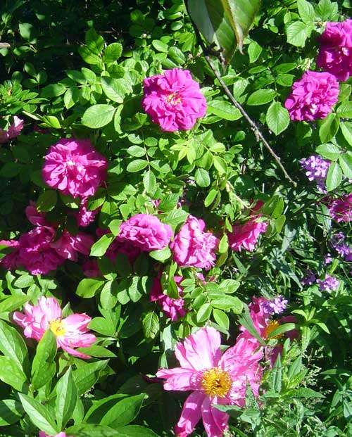Hansa rose and peony