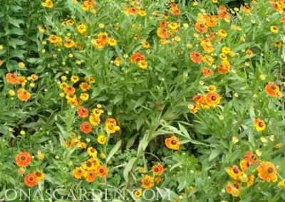Helenium