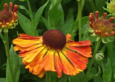 Helenium