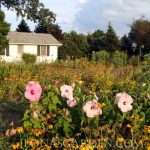 hibiscus and rudbeckia