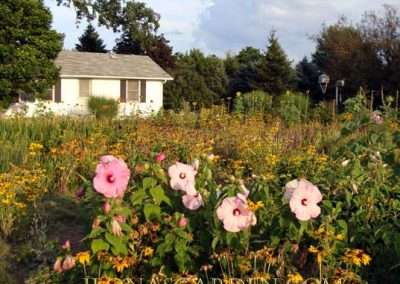 hibiscus and rudbeckia