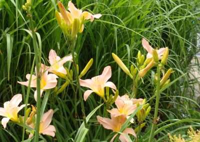 daylilies