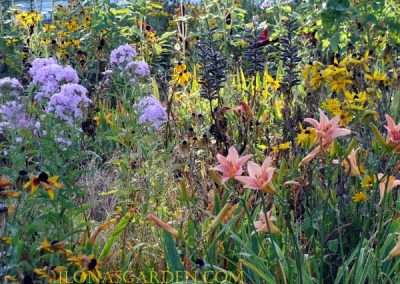 Midsummer blooms