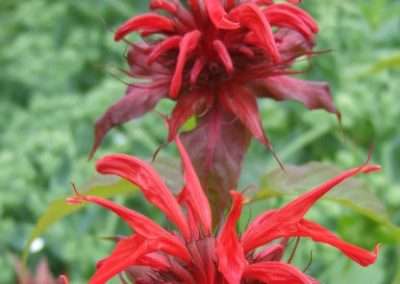Monarda