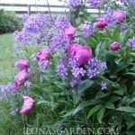 peony and dames rocket