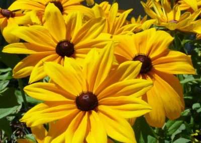 rudbeckia fulgida