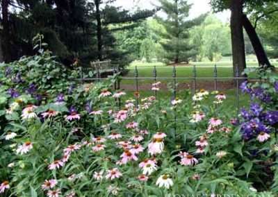 Echinacea purpurea