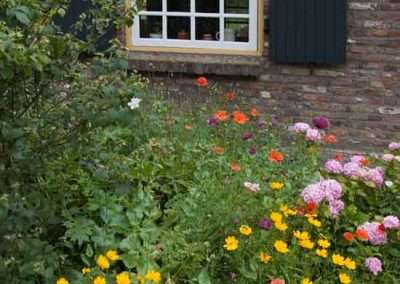 coreopsis and phlox