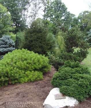 mixture of conifers
