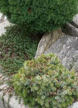 dwarf varieties of conifers