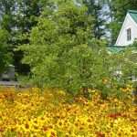 orchard and flowers