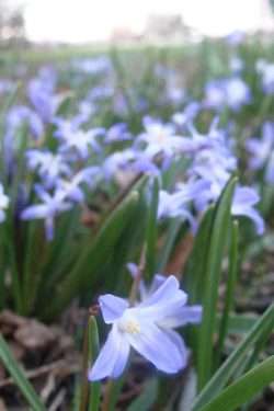 chionodoxia