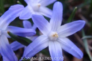 glory of the snow closeup