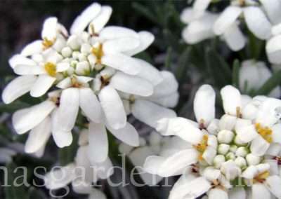 candytuft