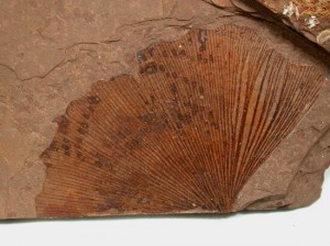 Wikipedia photo of Gingko fossil