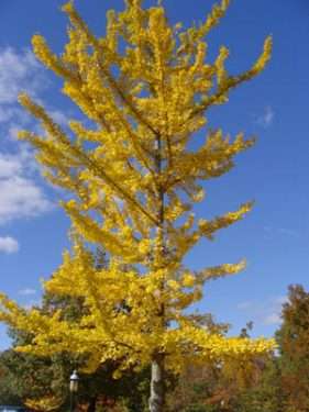 gold autumn foliage