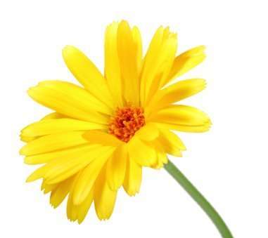 calendula
