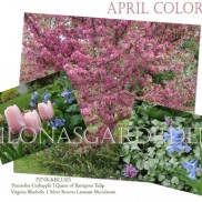 crabapples and bluebells