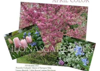 crabapples and bluebells