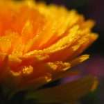 pot marigold