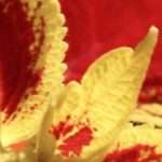 coleus cutting