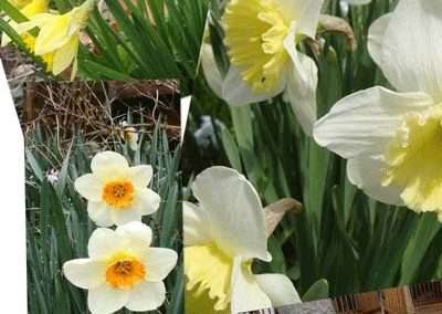 many daffodils
