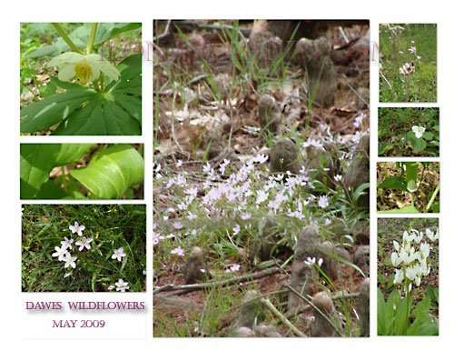 wildflowers
