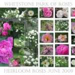 heirloom rose garden