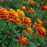 marigolds are easy seeds to plant