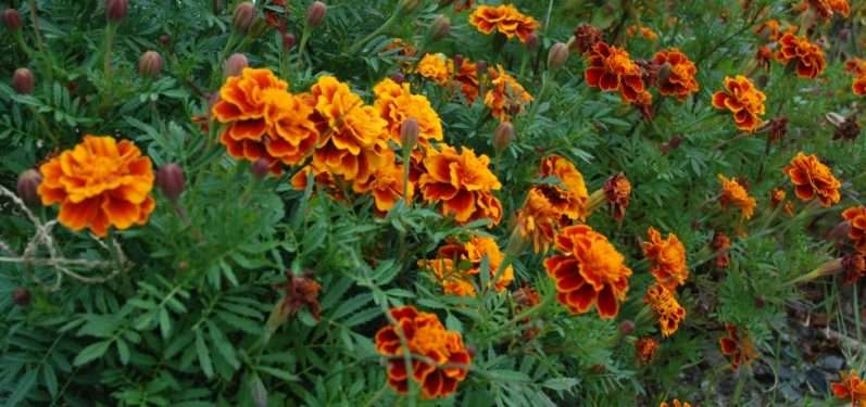 marigolds are easy seeds to plant