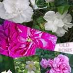 old roses collage