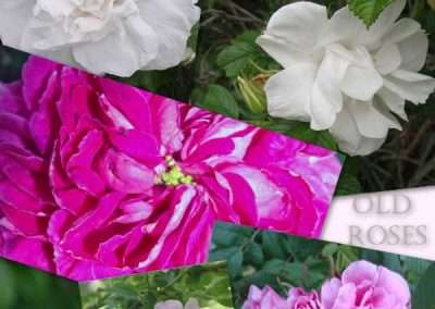 old roses collage