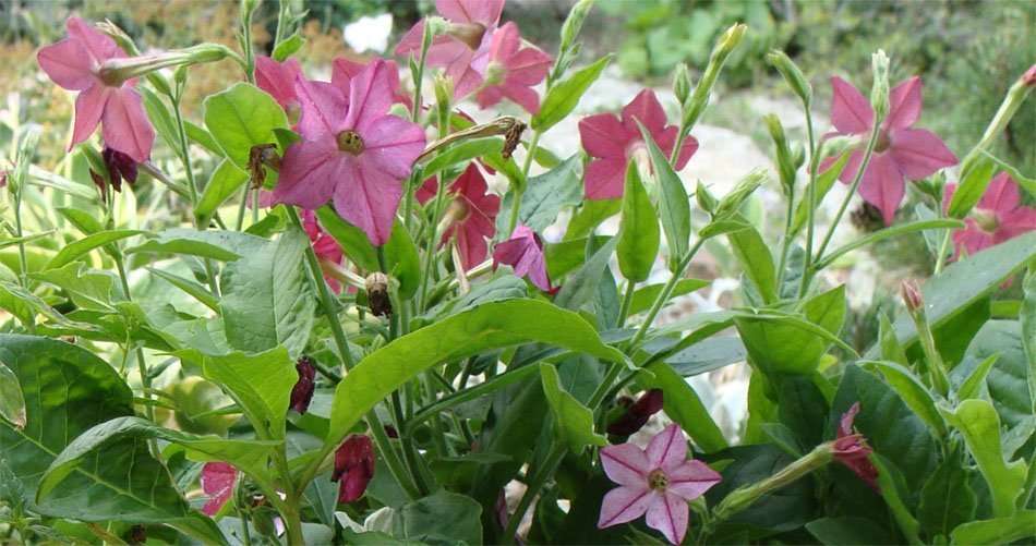 nicotiana Nicotiana
