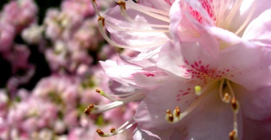 Don’t Plant These: 5 Plants I Will Never Plant Again