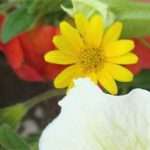 Thymophylla tenuiloba (Dahlberg daisy)