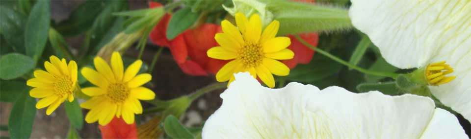 Dahlberg daisies
