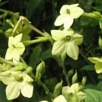 pale green Nicotiana