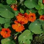 nasturtium flowers
