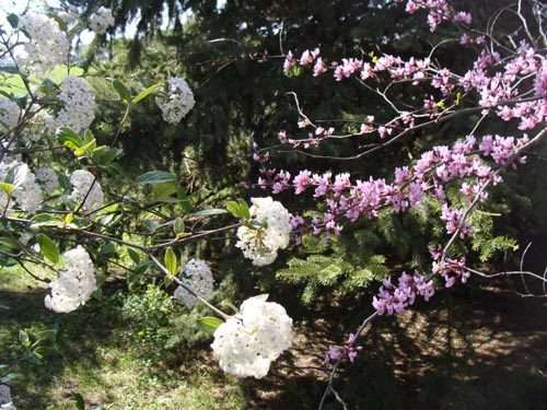 red bud tree